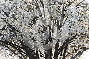 Bradford pear tree with white flowers cross section