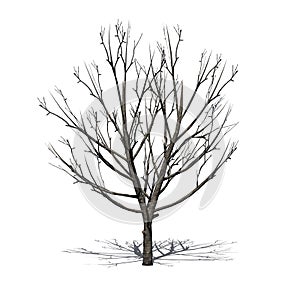 Bradford Pear Tree  in the winter with shadow on the floor on white background