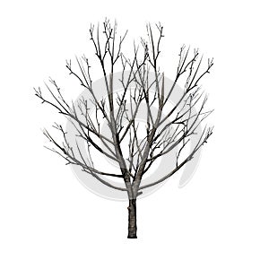 Bradford Pear Tree in the winter on white background