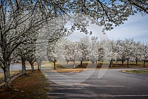 Bradford pear trees in bloom