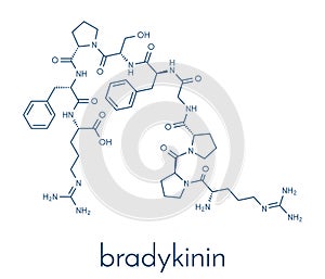 Bradykinin peptide molecule. Skeletal formula