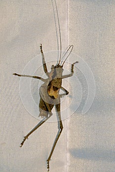 Bradyporidae grasshopper