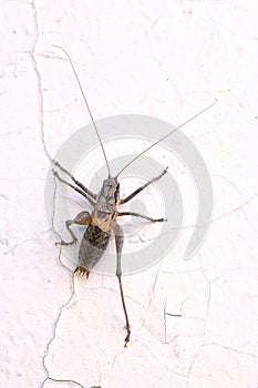 Bradyporidae long-horned grasshopper