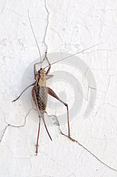 Bradyporidae long-horned grasshopper