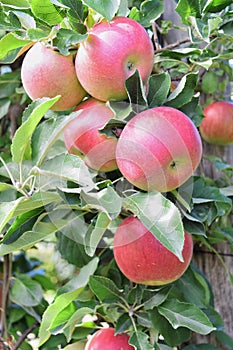 Braeburn and Idared apple orchard in autumn