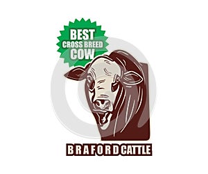 BRAFORD BEST BREED CATTLE