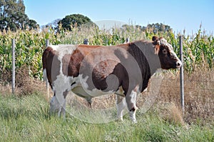 Argentinian Hereford Steer photo