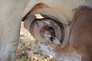 Braham calve eating lunch