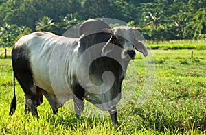 Braham cow in green pasture photo