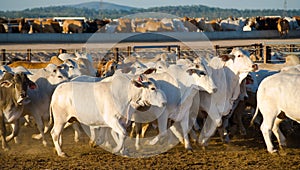 Brahaman cattle in a feedlot