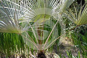 Brahea armata or Mexican blue palm or blue hesper palm