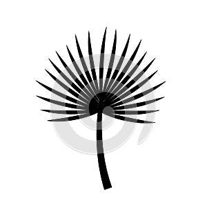 Brahea black silhouette palm leaf. vector icon