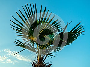 Brahea edulis. Palm leaves against the sky. Background from plants. Tropical concept. Sharp palm leaves