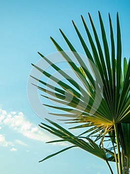 Brahea edulis. Palm leaves against the sky. Background from plants. Tropical concept. Sharp palm leaves