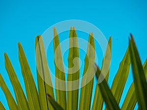 Brahea edulis. Palm leaves against the sky. Background from plants. Tropical concept. Sharp palm leaves