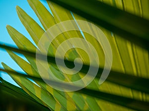 Brahea edulis. Palm leaves against the sky. Background from plants. Tropical concept. Sharp palm leaves