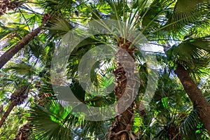 Brahea edulis palm tree jungle forrest background full screen