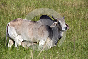 Brahma Bull photo