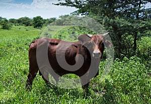 Brahma Bull grazing