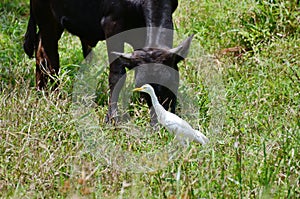 Brahma bulls with Cattle Egrets