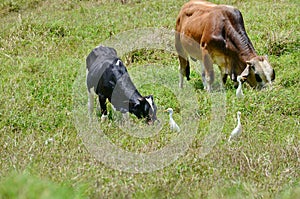 Brahma bulls with Cattle Egrets