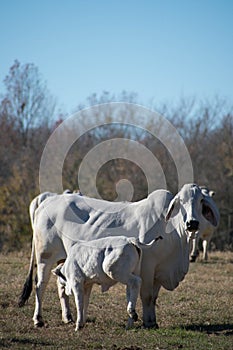 Brahma cow nursing her calf photo
