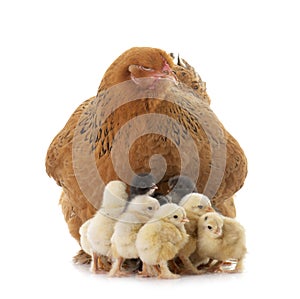 Brahma chicken and chicks