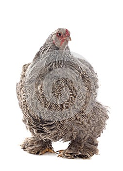 Brahma chicken