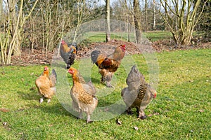 Brahma chickens