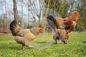 Brahma chickens