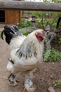 Brahma chickens make a zoo unsafe