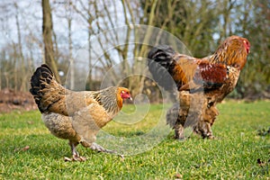 Brahma chickens photo