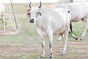 Brahma cow in the field of thailand,Thailand