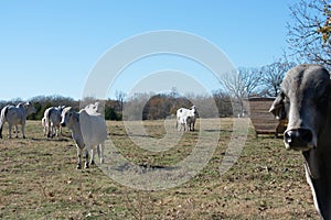 Brahma cow nursing her calf