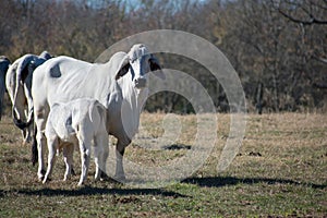 Brahma cow nursing her calf