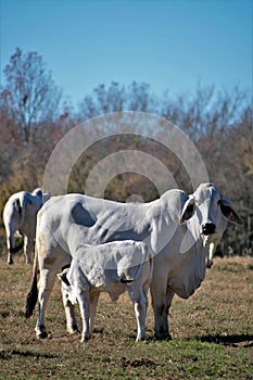 Brahma cow nursing her calf