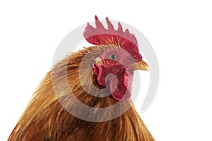 Domestico razza gallo in piedi contro bianco 