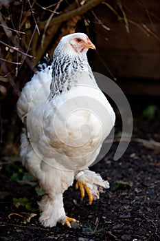 Brahma hen photo