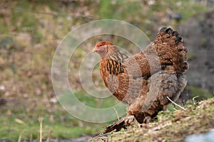 Brahma Hen roaming around