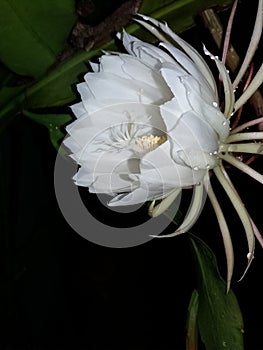 Brahma Kamal, Epiphyllum Oxypetalum flower with dew drop also known as queen of night photo