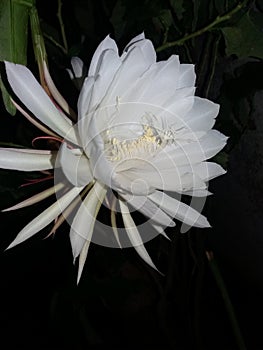 Brahma Kamal, Epiphyllum Oxypetalum Flower of my garden photo