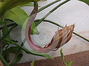 Brahma Kamal Flower Of God Shiva photo