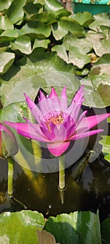 Brahma Kamal Flower in water photo