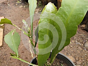 Brahma Kamal plant photo