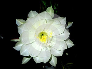 Brahma Kamal a rare flower Night blooming Cereus, Queen of the night, Lady of the night