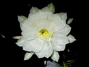 Brahma Kamal a rare flower Night blooming Cereus, Queen of the night, Lady of the night