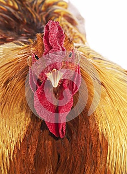 Brahma Perdrix Chicken, an Breed from India, Portrait of Cockerel