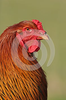 Brahma Rooster