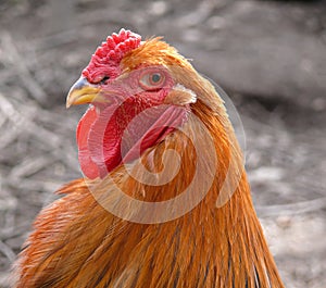 Brahma rooster