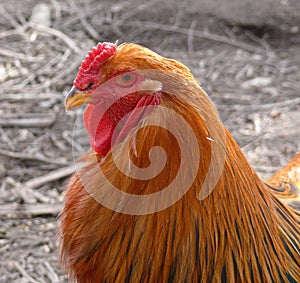 Brahma rooster